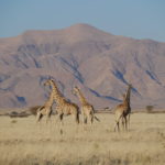 Giraffen bei der Namib Desert Lodge